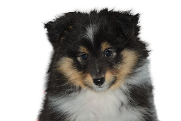 Bark Park