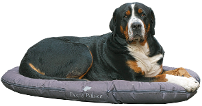 Kennel Services